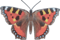 Masque papillon à imprimer